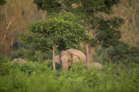 Indian elephants (Elephas maximus indicus), Khiri Khan, Hua Hin, Kui Buri National Park, Thailand,