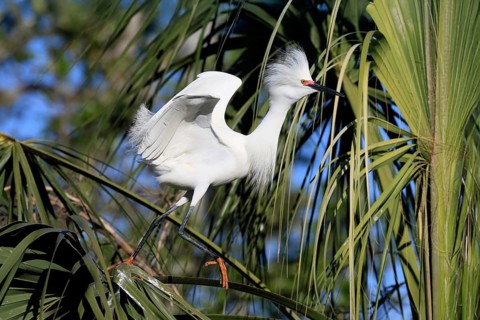 Great Egret (Egretta thula), adult, in breeding plumage, during breeding season, on tree, St.