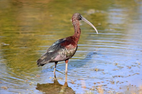 Glossy ibis (Plegadis falcinellus), adult, in the water, foraging, Merritt Island, Black Point