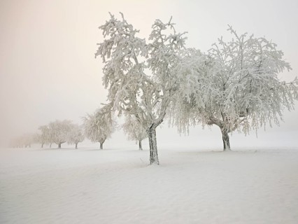 Row of trees covered in deep snow, Grod, Lindenberg, Beinwil, Freiamt, Canton Aargau, Switzerland,