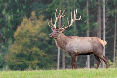 An Altai maral stag, Altai wapiti or Altai elk (Cervus canadensis sibiricus) crosses a meadow in