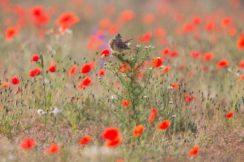 Skylark (Alauda arvensis), adult bird, perched on a Ox-eye daisy plant, amongst flowering poppies,