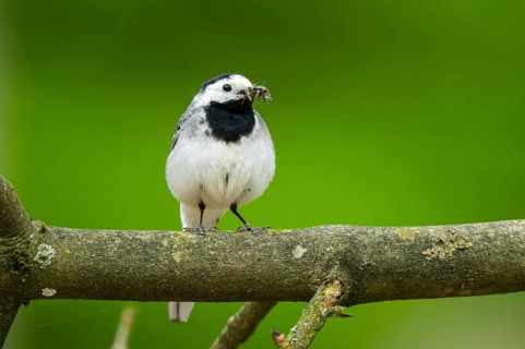 White wagtail (Motacilla alba) sitting on a branch, Bavaria, Germany, Europe