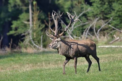 Red deer (Cervus elaphus) in rutting season, capital stag twenty-pointer running across a forest