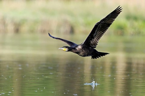 Cormorant (Phalacrocorax carbo), in flight, shallow lake, nature reserve, Reuss valley, Canton