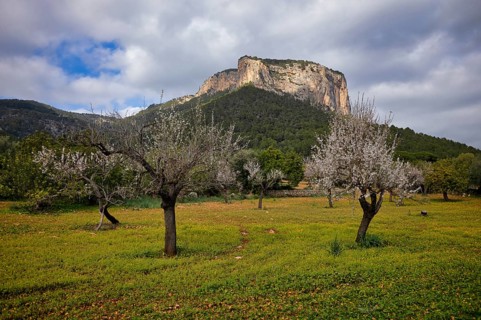 Almond blossom, almond trees, plantation, Tramuntana mountains behind, Serra de Tramuntana, Alaró,