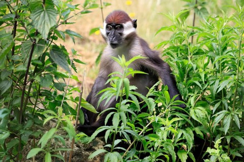 Red-crowned mangabey (Cercocebus torquatus), adult vigilant