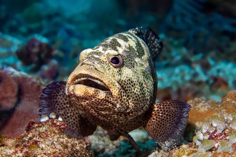 Portrait Tomato grouper (Cephalopholis sonnerati) colour variant, front view, Great Barrier Reef,