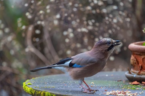 Eurasian jay (Garrulus glandarius) fetching nuts from the patio table, Bavaria, Germany, Europe