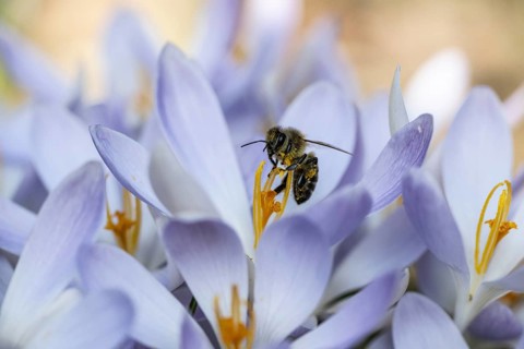 Elfin crocus (Crocus tommasinianus) with honey bee (Apis mellifera), Emsland, Lower Saxony,