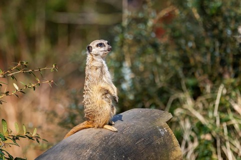 Meerkat (Suricata suricatta) standing sweet and curious in the desert, captive, occurrence Africa