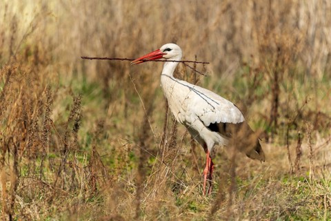 Stork balancing a stick in its beak, surrounded by dry grass, White Stork (Ciconia ciconia),