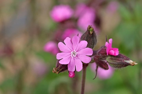 Red campion (Silene dioica), close-up of a flower in a meadow, Wilnsdorf, North Rhine-Westphalia,