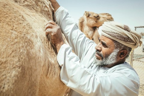Camel breeder with his dromedaries (Camelus dromedarius) on his farm near Shisr, Dhofar, Oman, Asia