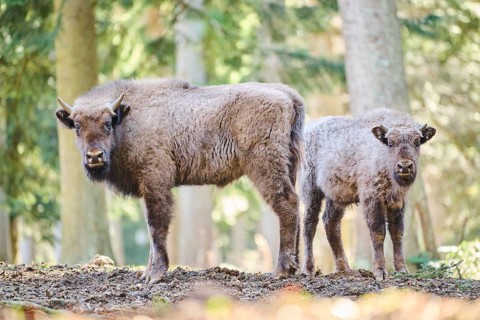 European bison (Bison bonasus) youngsters in a forest in spring, Bavarian Forest, Germany, Europe