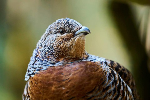 Western capercaillie (Tetrao urogallus) female (hen) portrait, Bavaria, Germany, Europe