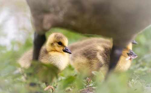 Canada goose chicks (Branta canadensis) three standing in the grass, protectively surrounded by the