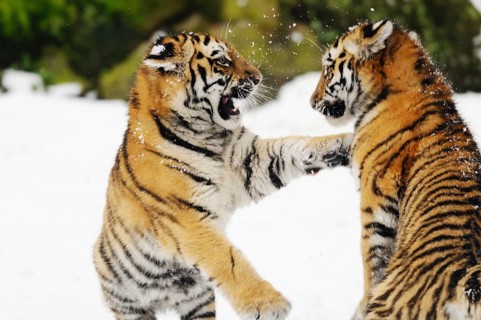 Two tiger cubs playing lively in the snow, surrounded by nature, Siberian tiger (Panthera tigris