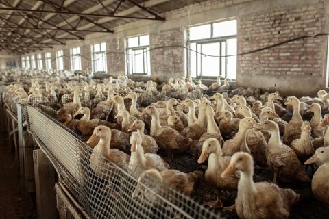 Ducks in rearing station, Jiang Su Salted Duck Farming Co. Ltd, Xiang Shui County, China, Asia