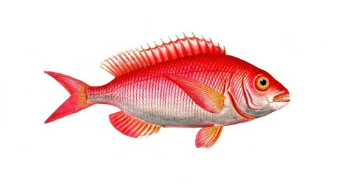 Fish, Fish, Sea bream family, Sparus erythrinus, Historical, digitally restored reproduction from a