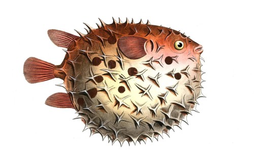 Fish, Fishes, Family of Hedgehogfish, Diodon orbicularis, Balloon fish, Prickly Bottlefish,