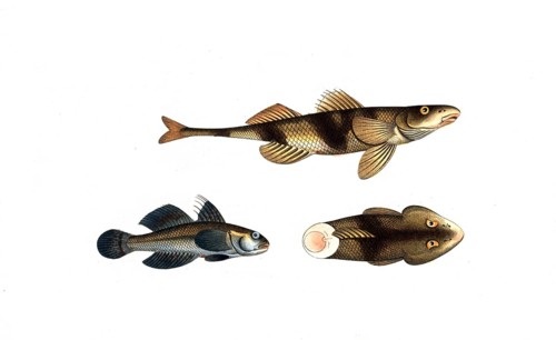 Fish, Fish, top and right: Genus of the family Perch, Perca asper, The rough-Perch. bottom left: