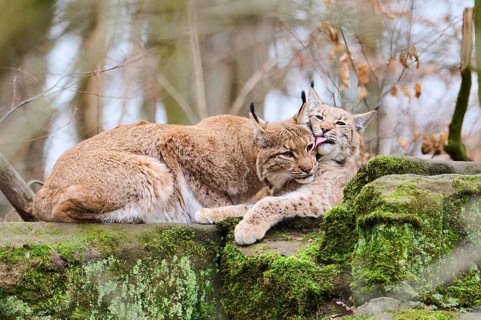 Eurasian lynx (Lynx lynx) mother with her youngster lying on a rock, Bavaria, Germany, Europe