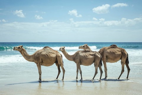 Dromedaries (camelus dromedarius) on the beach of the Indian Ocean, Dalkut, Dhofar, Oman, Asia