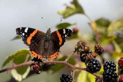 Red admiral butterfly (Vanessa atalanta) adult insect feeding on a blackberry fruit in the summer,