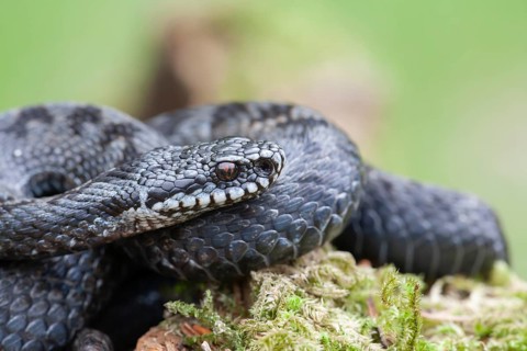 Common european adder or European viper (Vipera berus) adult black snake coiled up resting,
