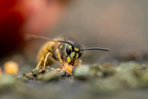 Common wasp (Vespula vulgaris) adult insect feeding on fallen fruit in a garden in summer, England,