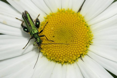 Thick-legged flower beetle (Oedemera nobilis) adult insect on an Oxeye daisy flower in the summer,