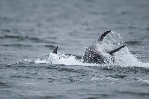 Common bottlenose dolphin (Tursiops truncatus) two adult marine mammals on the surface of the sea,