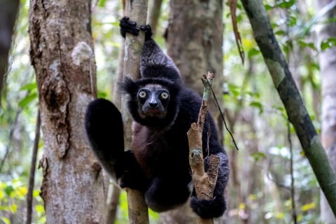 Indri (Indri indri), Le Palmarium Reserve, Ambinaninony, Atsinanana, Madagascar, Africa