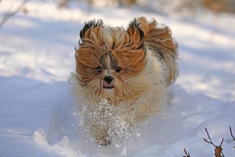 Lhasa Apso, Lhasa terrier, lion dog, Tibet, snow