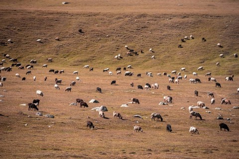 Sheep grazing in a meadow, mountain landscape, Tian Shan, Sky Mountains, Sary Jaz Valley,