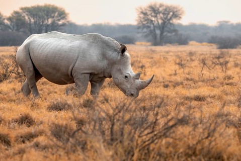 Southern white rhinoceros (Ceratotherium simum simum), rhino in the evening light, Khama Rhino