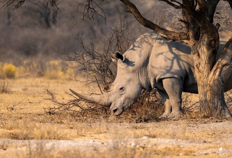 Southern white rhinoceros (Ceratotherium simum simum), rhino in the savannah under a tree, Khama