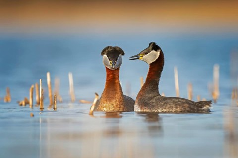 Red-necked Grebe (Podiceps grisegena) grebe, pair, courtship, courtship, mating, calling, shallow