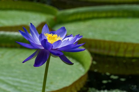 Water lily (Nymphea), Princess of Wales Conservatory, Royal Botanic Gardens (Kew Gardens), UNESCO