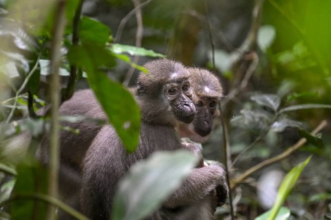 Olivet (Cercocebus agilis) near the Baï-Hokou, Dzanga-Ndoki National Park, Unesco World Heritage
