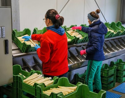 Wesel, North Rhine-Westphalia, Germany, harvest workers from Eastern Europe wash and sort the