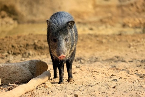 Collared peccary (Peccari angulatus), adult, foraging, South America