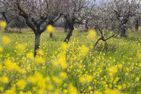 Almond blossom, almond trees, plantation, Bermuda buttercup (Oxalis pes-caprae), also known as low