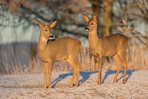 Roe deer on hoar frosted meadow at minus 15 °C at sunrise. Trees and dead stinging nettle in
