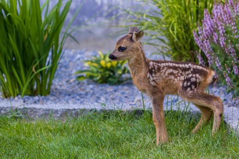 A fawn (Capreolus capreolus), standing in a garden. Hand raised orphan