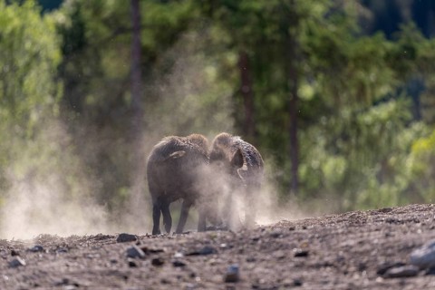 Two wild boar or wild pig (Sus scrofa) fighting on an opening with a green forest in the background