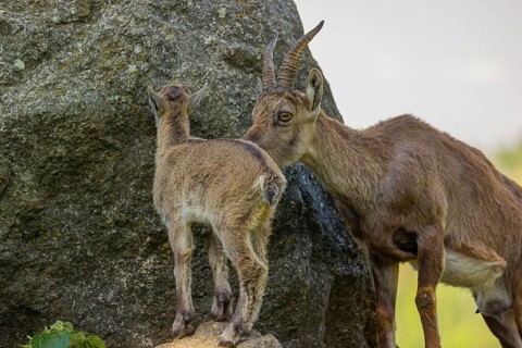 One adult female ibex (Capra ibex) standing on a rock, grooming her baby