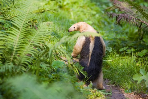 One southern tamandua (Tamandua tetradactyla), standing tall, in defensive position
