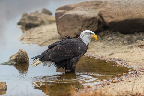 One Bald Eagle, Haliaeetus leucocephalus, standing in the shallow water ashore a small pond on a